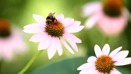 一只蜜蜂在一朵大花上工作