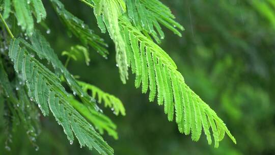 唯美小清新雨中雨水洒落植物视频