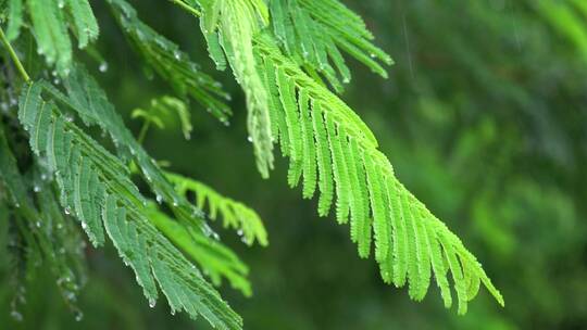 唯美小清新雨中雨水洒落植物视频视频素材模板下载