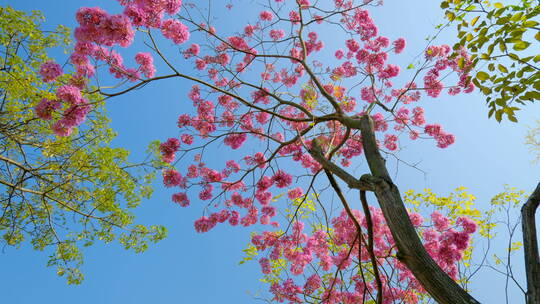 春天春暖花开仰视紫花风铃木满树红花视频素材模板下载