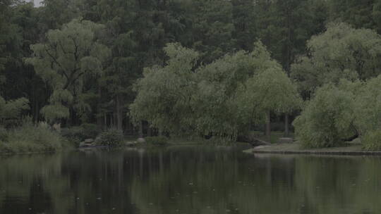 共青森林公园湿地
