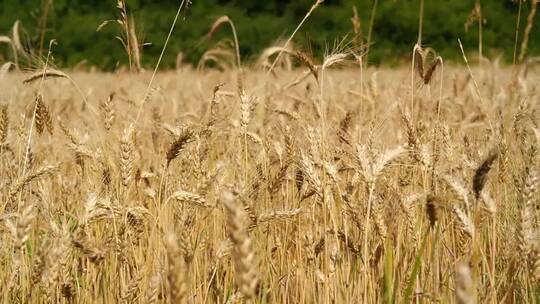 麦田小麦麦穗农业绿色丰收田野粮食丰收