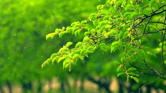 雨中蒙古黄榆林