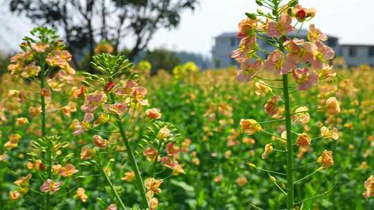 油菜花春天油菜花海油菜花田菜花花海