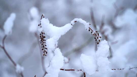 下雪树枝枝头的积雪