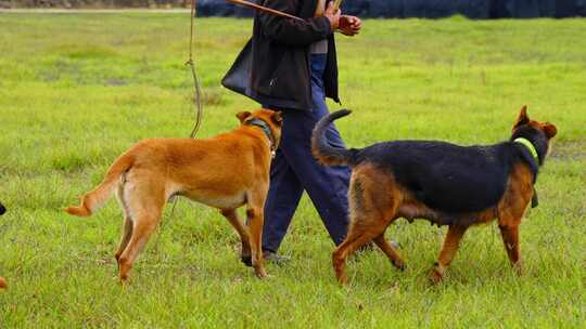 牧场草原牧羊人牧羊犬放牧牛羊黄牛山羊吃草