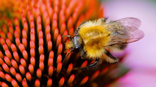 走在花朵特写上的大黄蜂