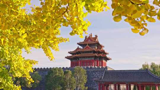 北京故宫秋天银杏