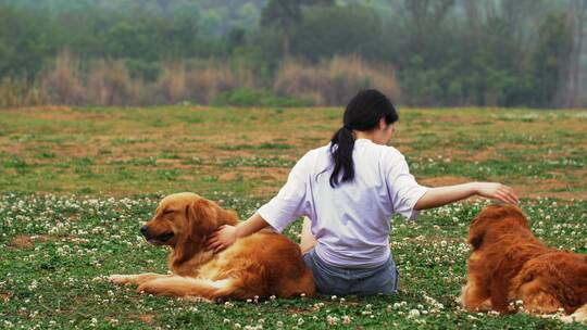 长腿美女和金毛宠物犬在春天开满花草地玩耍