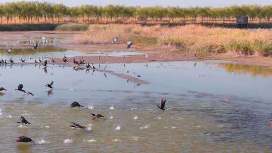 宁夏沙湖候鸟类