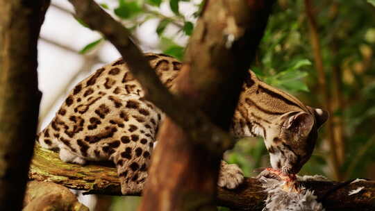 野猫在森林里吃猎物的特写