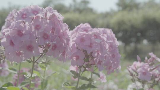 花卉种植LOG视频素材