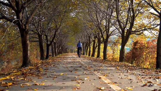 在秋天落叶道路上骑自行车的人