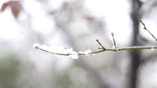 飘雪下的枝头雪花