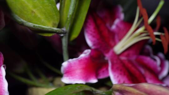 黑美人百合花鲜花鲜切花花蕊花瓣