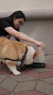 女子蹲地给柯基犬喂水的温馨场景