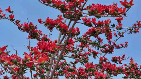 盛开的木棉花特写