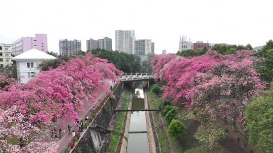 中国广东省广州市从化区华软异木棉