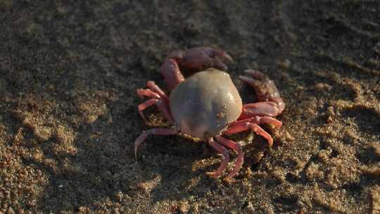 沙滩小螃蟹
