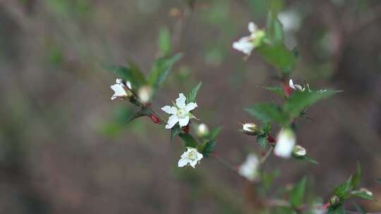 三花悬钩子 三花莓苦 悬钩子