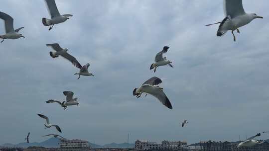 海鸥飞翔实拍