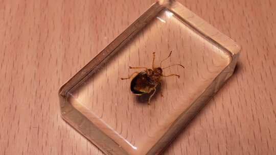 黑斑叶甲背部腹部昆虫标本琥珀 (1)