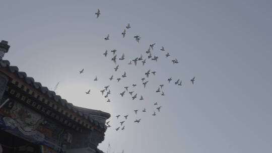 鸽子空镜 城市群鸽