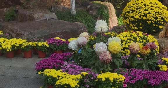户外多彩菊花盆栽景观