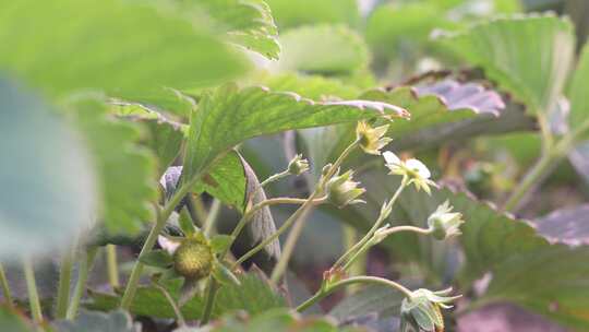 草莓园 农田 农业作物 水果 绿色植物 温室