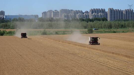 夏季粮食小麦丰收收割
