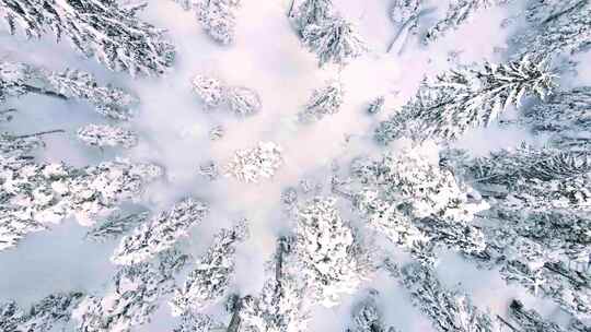 航拍冬季雪松林视频素材模板下载