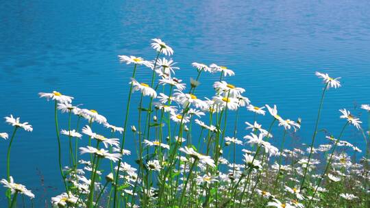 西岭雪山自然风光湖泊鲜花绿色清新风景素材