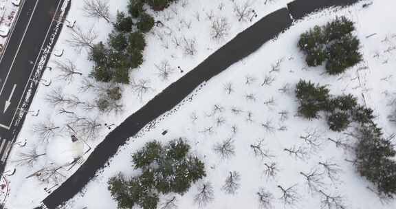 俯拍淄博萌山公园雪松