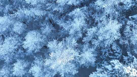 北方冬季雪景雪花飘落雾凇雪松雪林