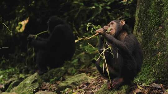 猴子，黑猩猩，灵长类，黑猩猩