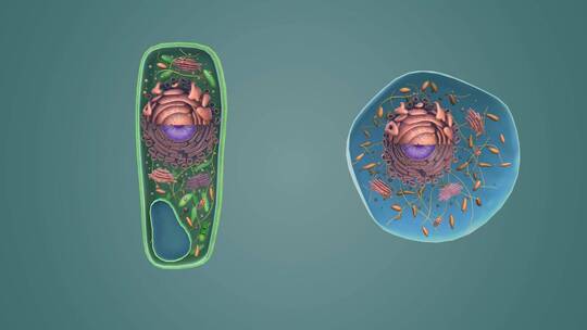 3D医学动画细胞动画 动物细胞 植物细胞