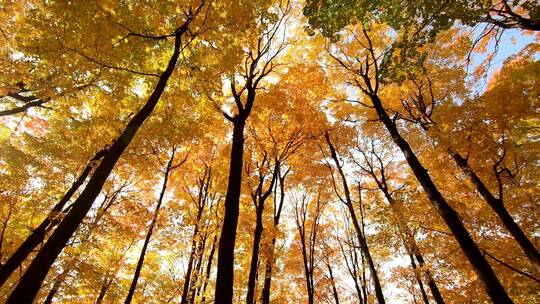 仰拍秋天森林红叶黄叶树叶飘落