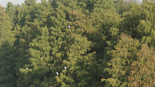 武汉东湖航拍树林树枝上飞鸟白鹭