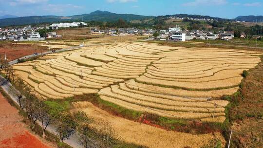 腾冲荷花镇雨伞村稻谷梯田航拍