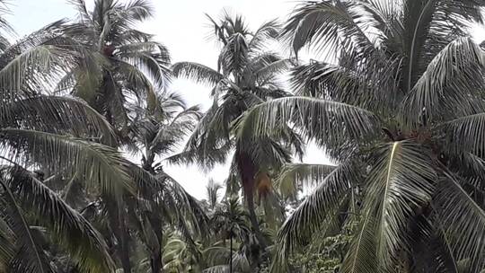摇曳的椰子树视频素材模板下载