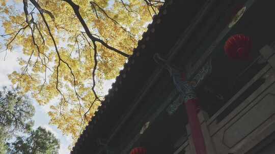 昆明文庙-仰拍金色树叶与传统中式楼阁