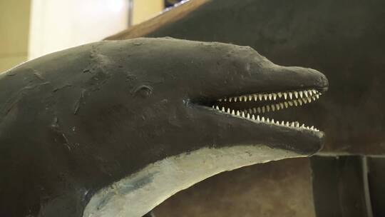 鲸鱼海豚标本模型深海生物视频素材模板下载