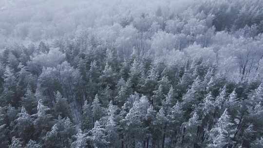 冬天的森林被白雪覆盖无人机视角