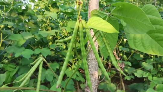 未成熟绿豆植物视频素材模板下载