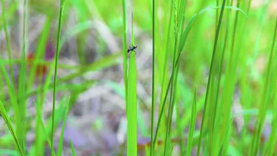 实拍草叶上的蚂蚁虫子黑蚁视频素材