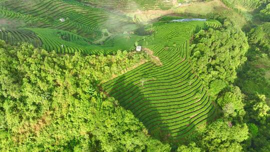 航拍茶山茶园