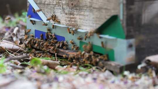 养蜂人养蜂场视频素材模板下载