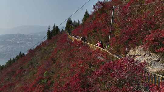 长江三峡巫峡红叶