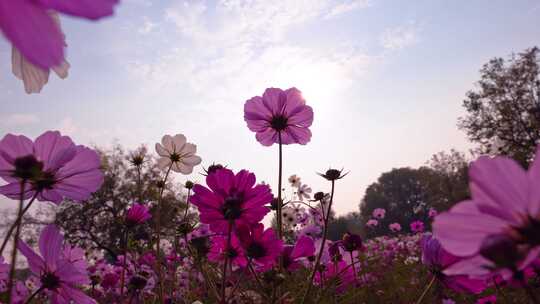 格桑花特写