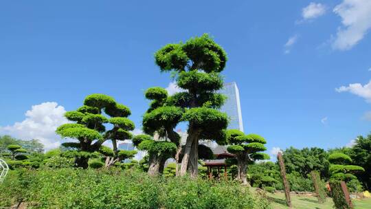 公园景观树造型修剪园林艺术园艺雕塑植物园